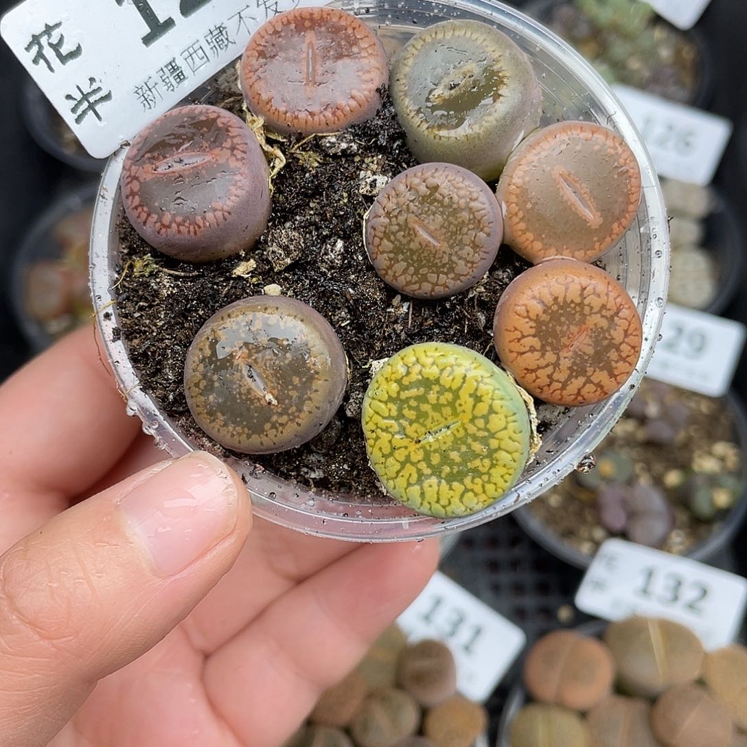 1270000000花花花花花花花花花