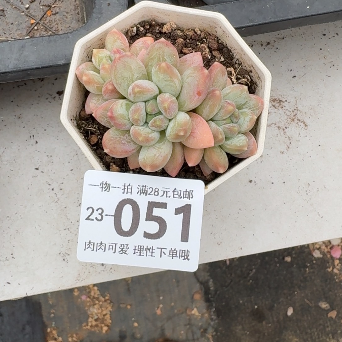 三色奶无盆土发货无