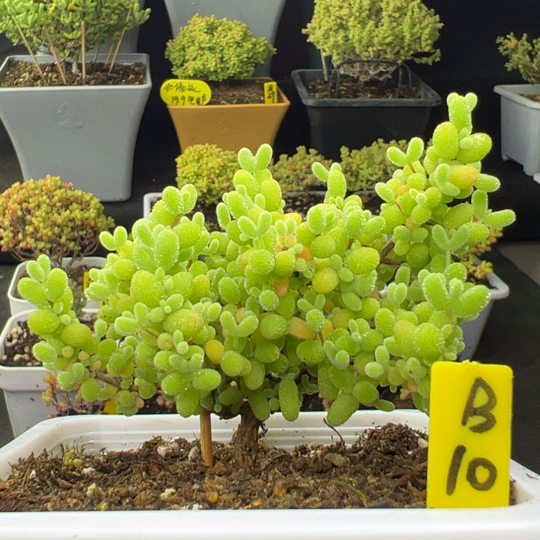 金桔带盆带土发货