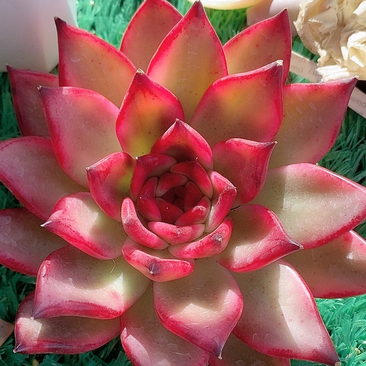 樱花摩根一物一拍，