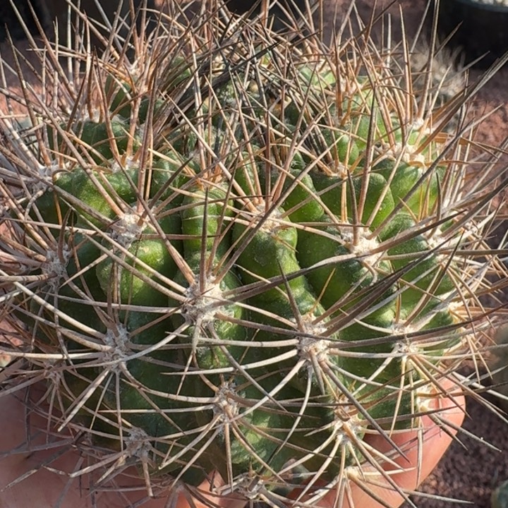 ௸*** 舞昏玉无根666666666