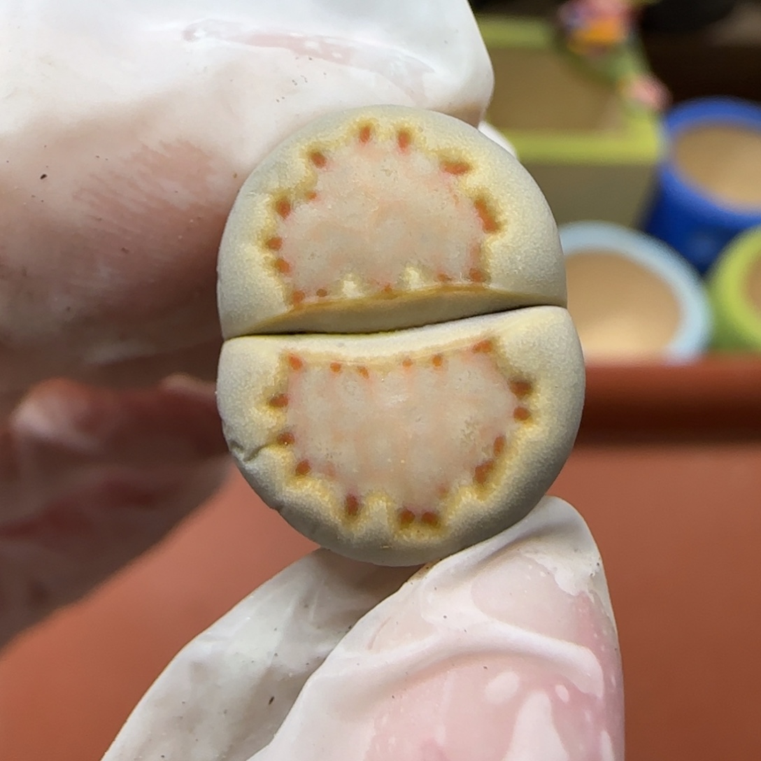 12.23.c24饼干.9019