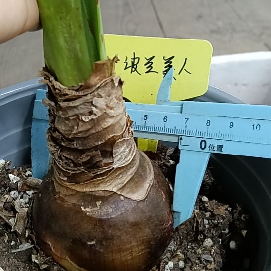 无花朵波兰美人6.5