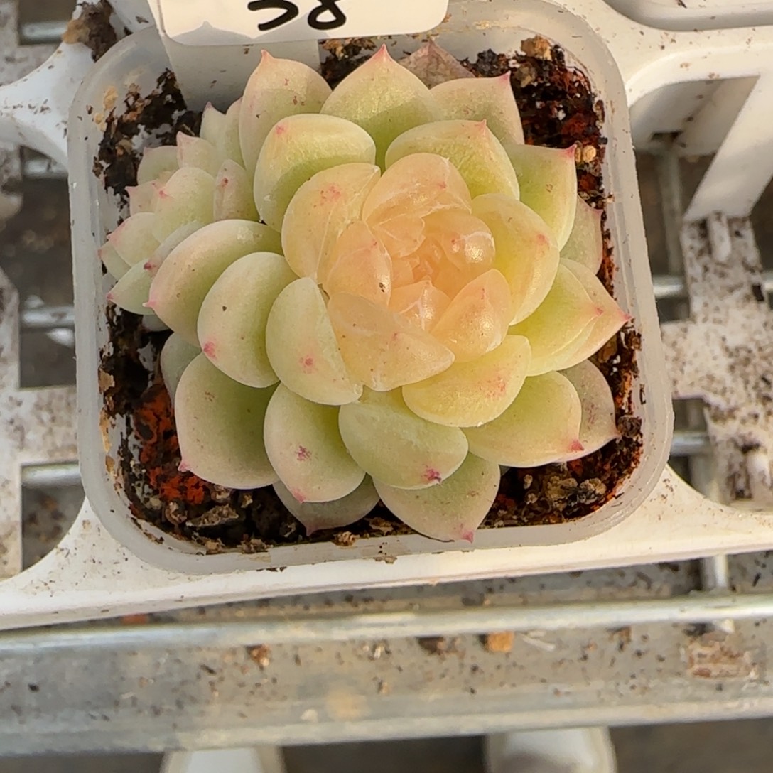 财***满38开播福利黄心财富密码双头