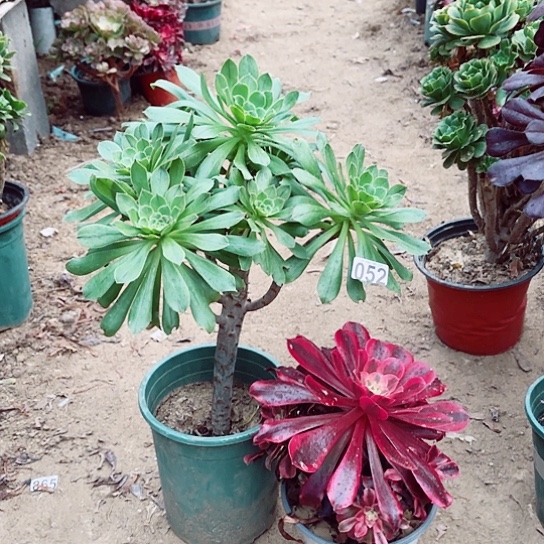 052绿法和美杜莎老桩