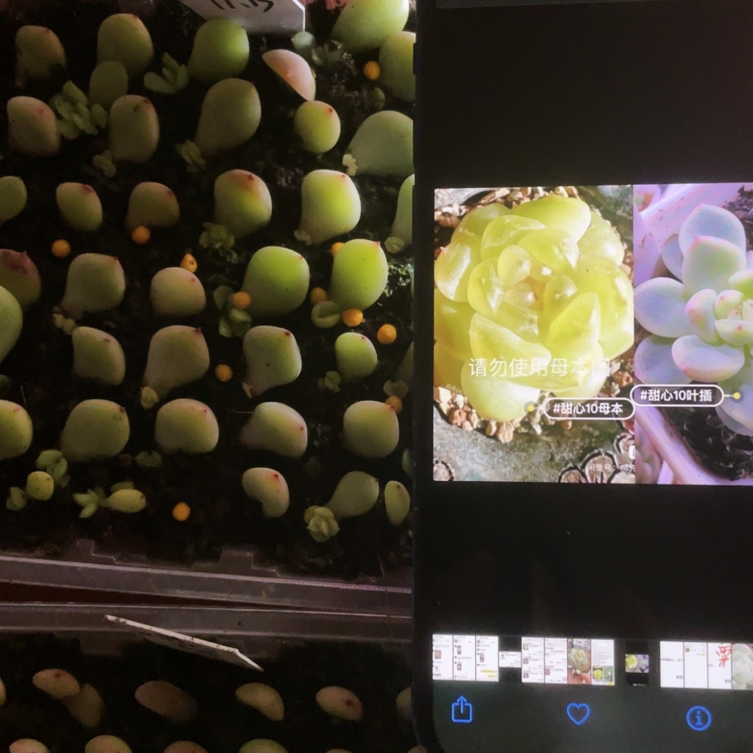 T10 芝麻苗一个满25包邮