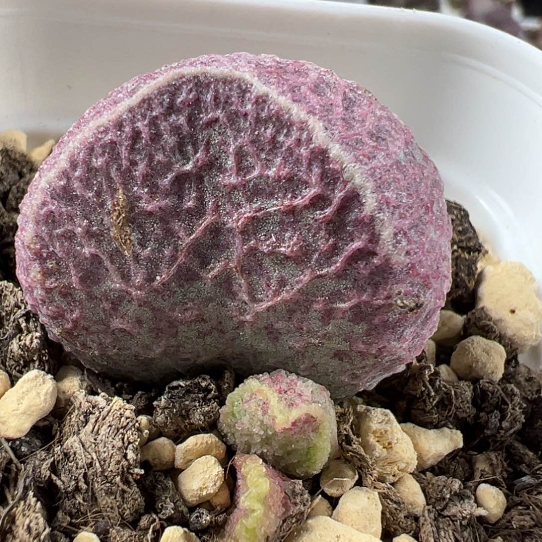 哈莫猪肝大苗多肉植物