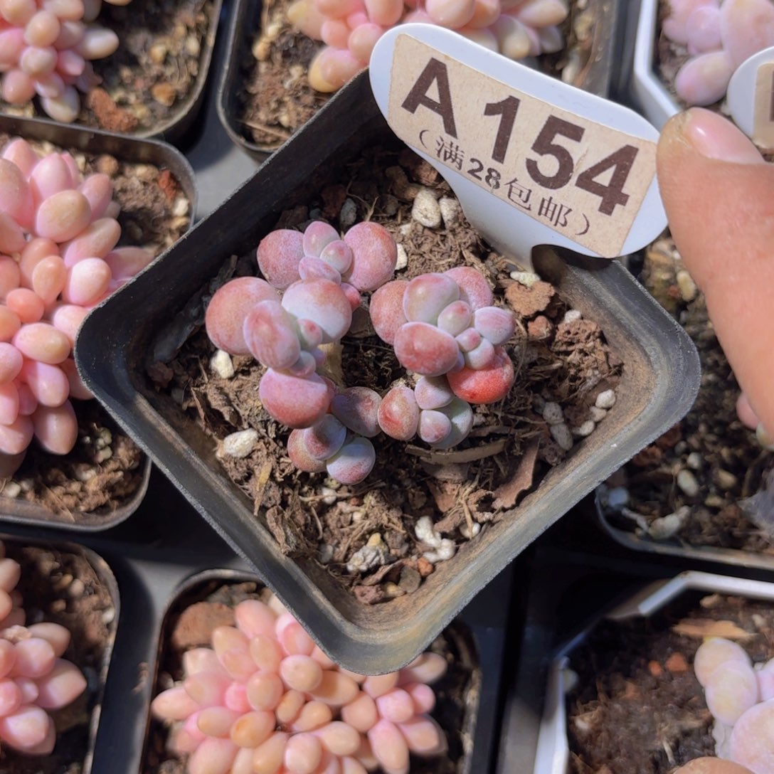 A154苹果奶一物一拍