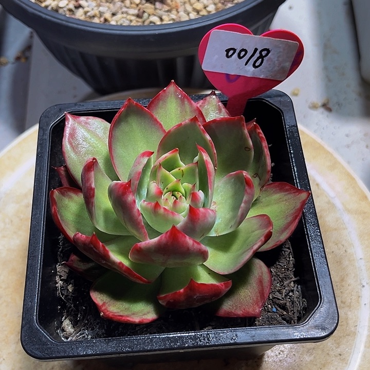 惊鸿仙子多肉植物18