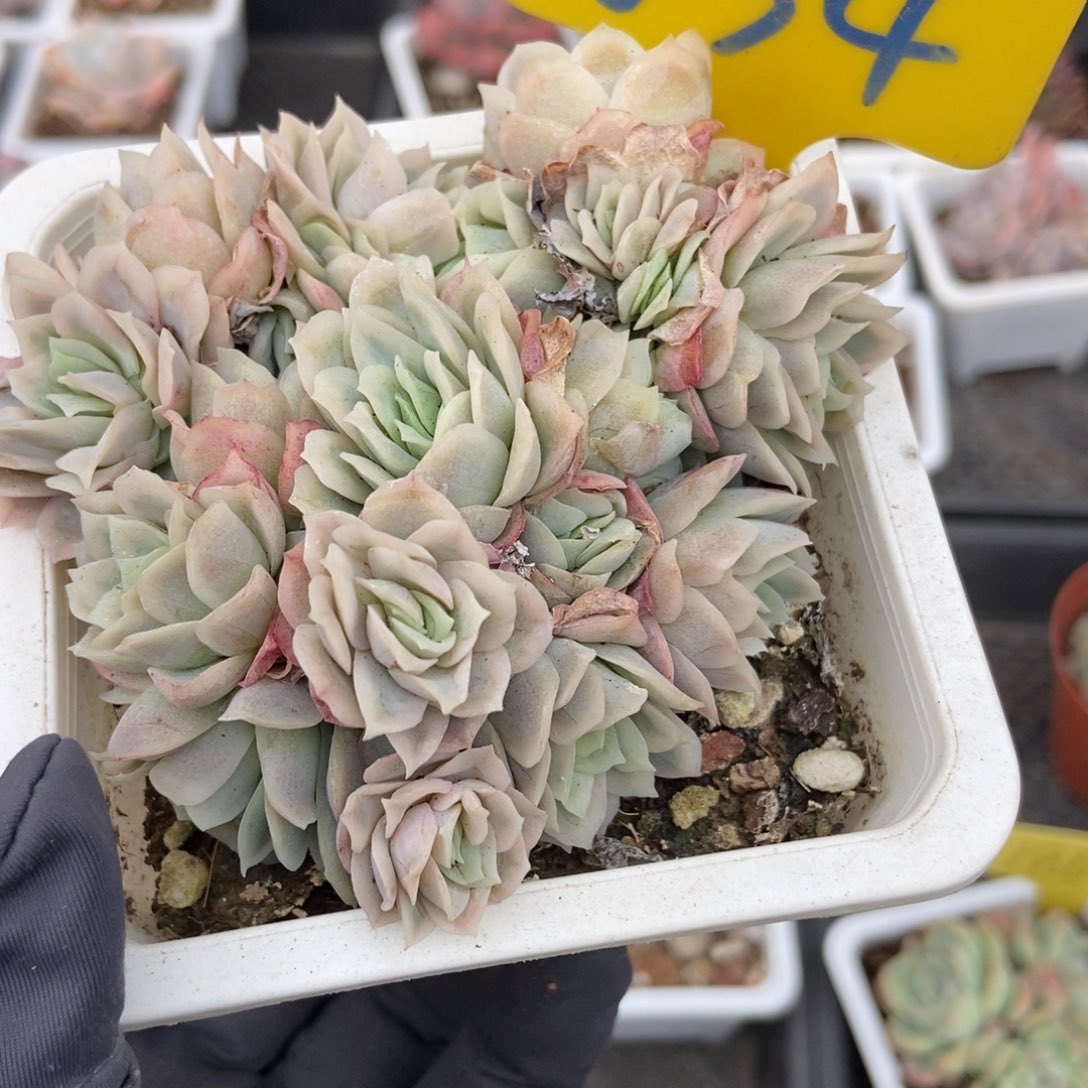 634冰片锦多肉植物保护