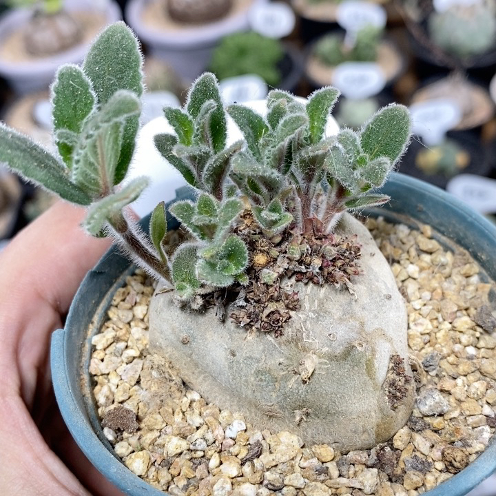 仙人球块根一物一拍 1057号实生断崖香妃5.3cm