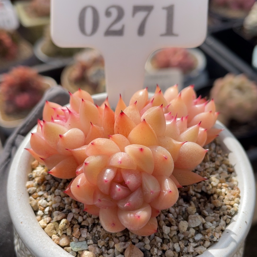 0271 珍妮4头 6厘米 不带盆