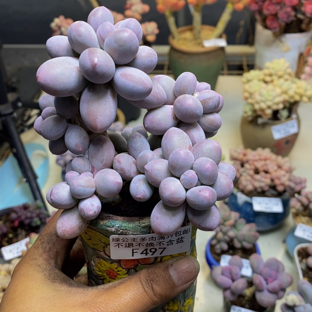 497香水手指奶多肉9cm