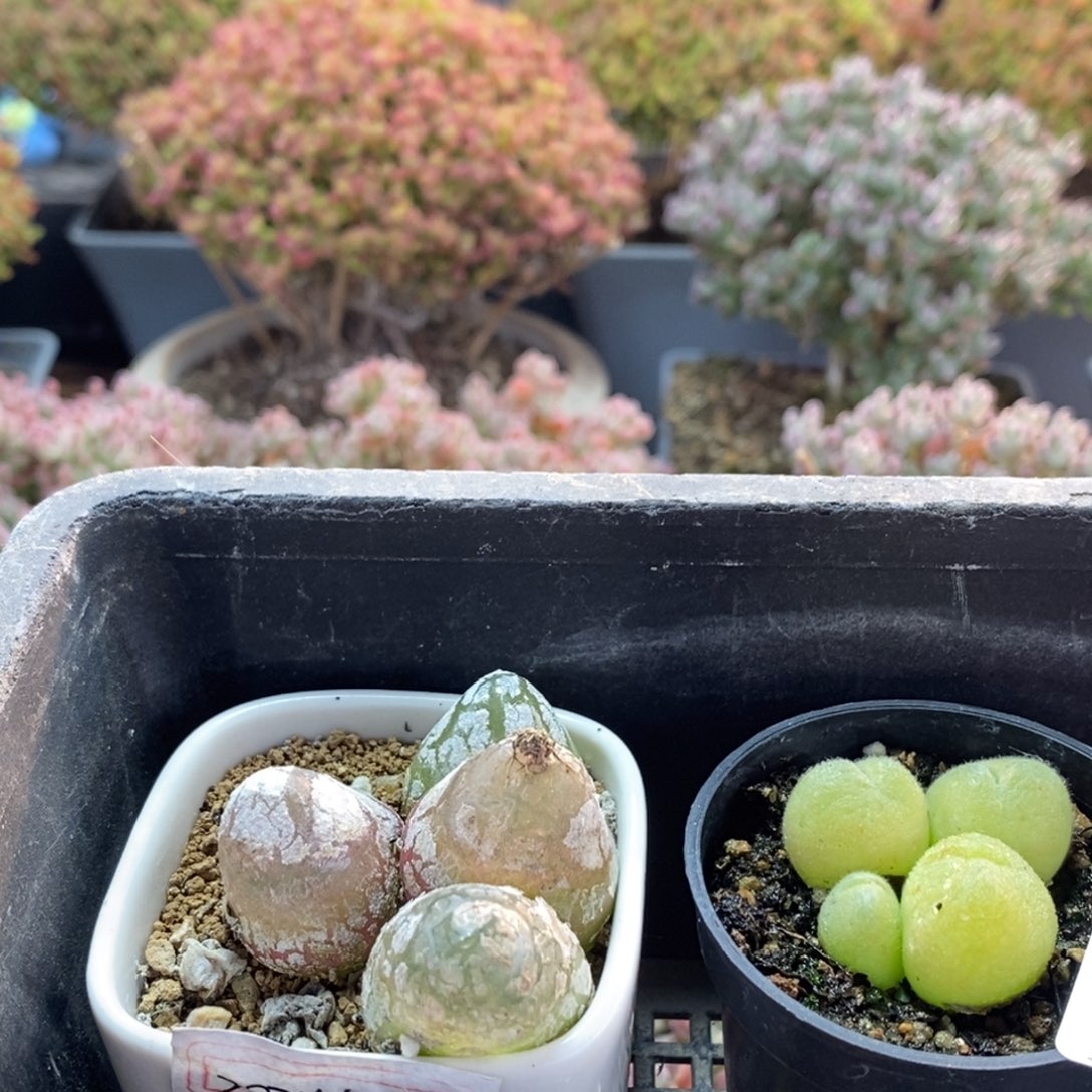 流***奢肉锥组合3954枝干番杏