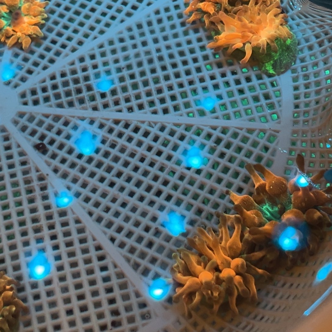 橘***子纽扣珊瑚红奶嘴1111