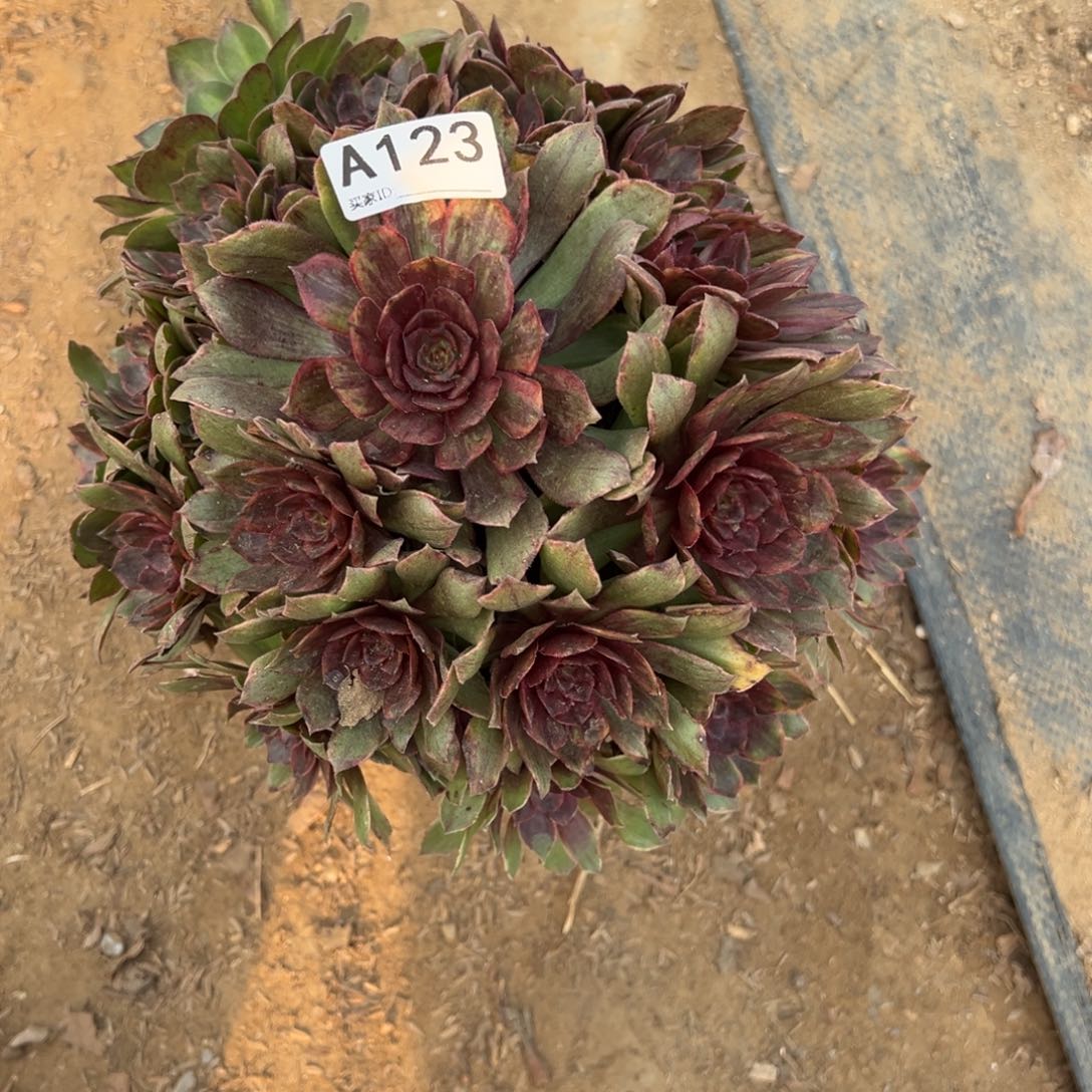 123红丝绒多肉植物法师多肉