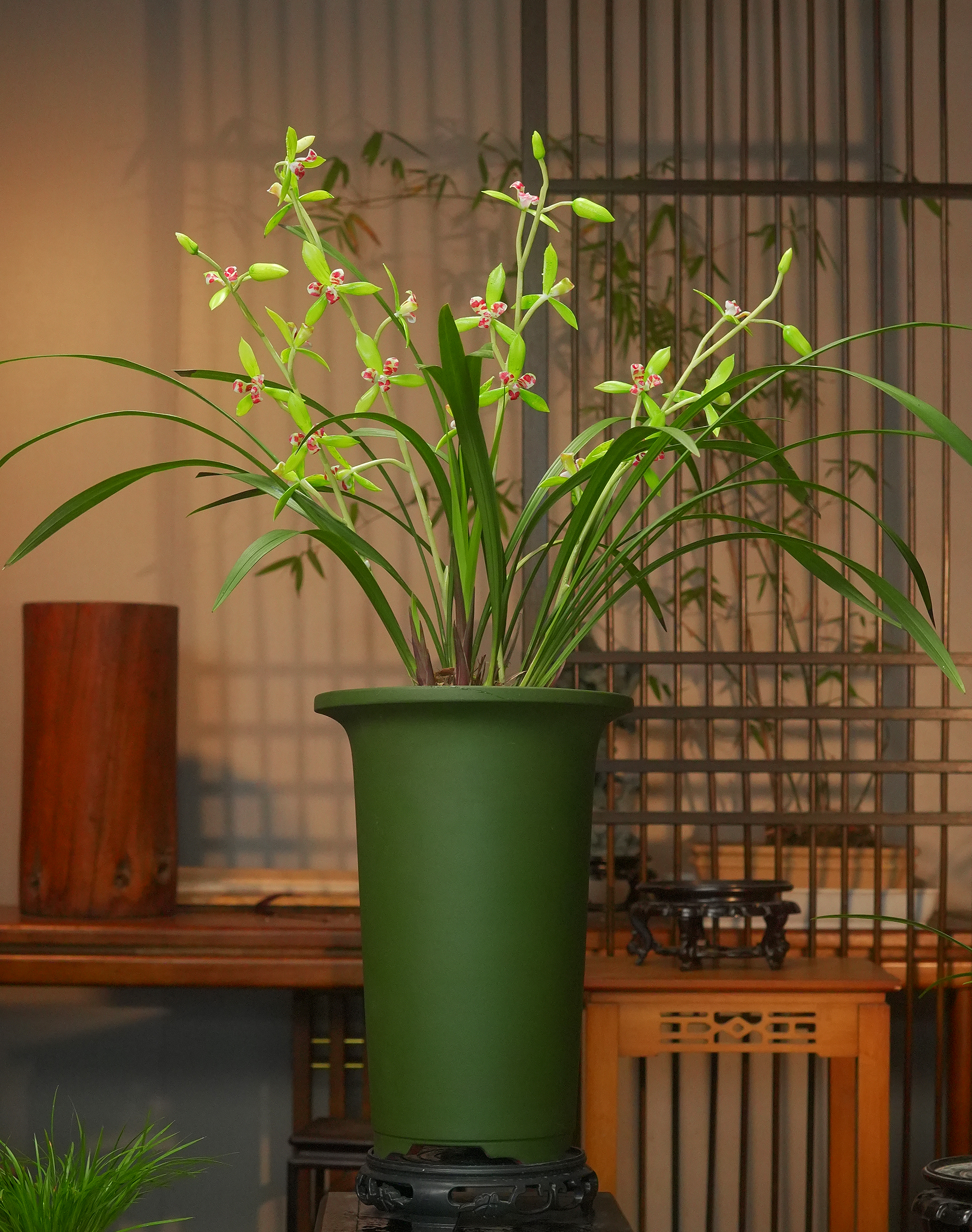 建兰铭品【彩云追月】 高端紫砂盆 幽香兰花 室内外好养易活