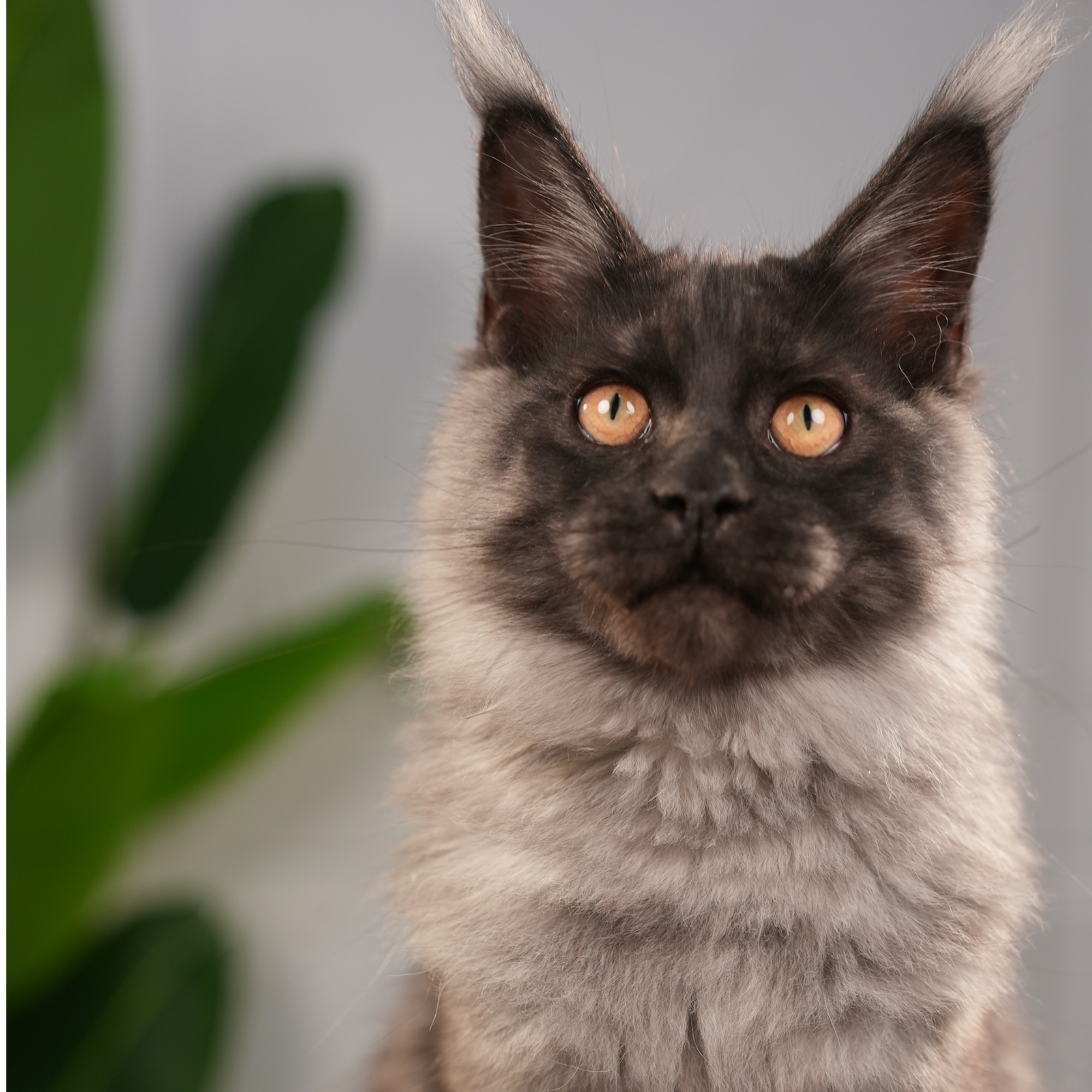 4月龄黑烟缅因猫三针疫苗180天猫瘟传腹保障一芯一猫双血统