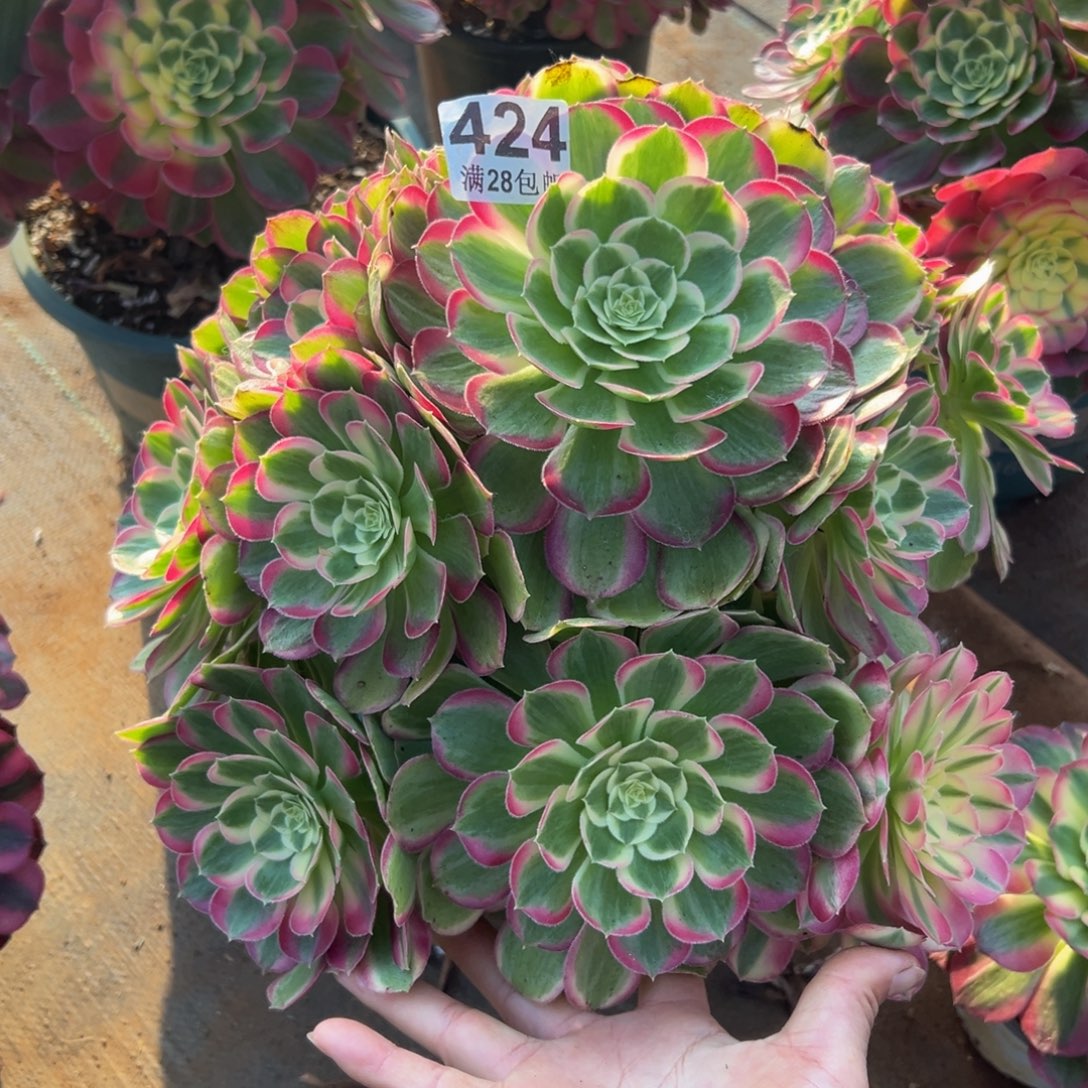 我***兰多肉植物424孔雀翎有一个断枝