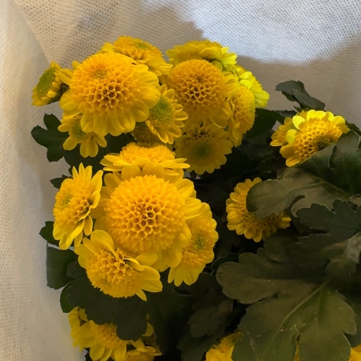 奶油黄色荷包蛋小菊