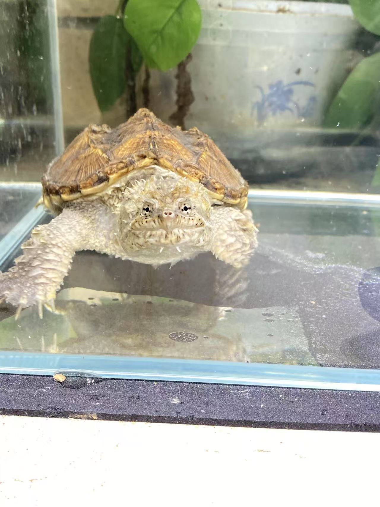 人工养殖观赏龟宠物龟