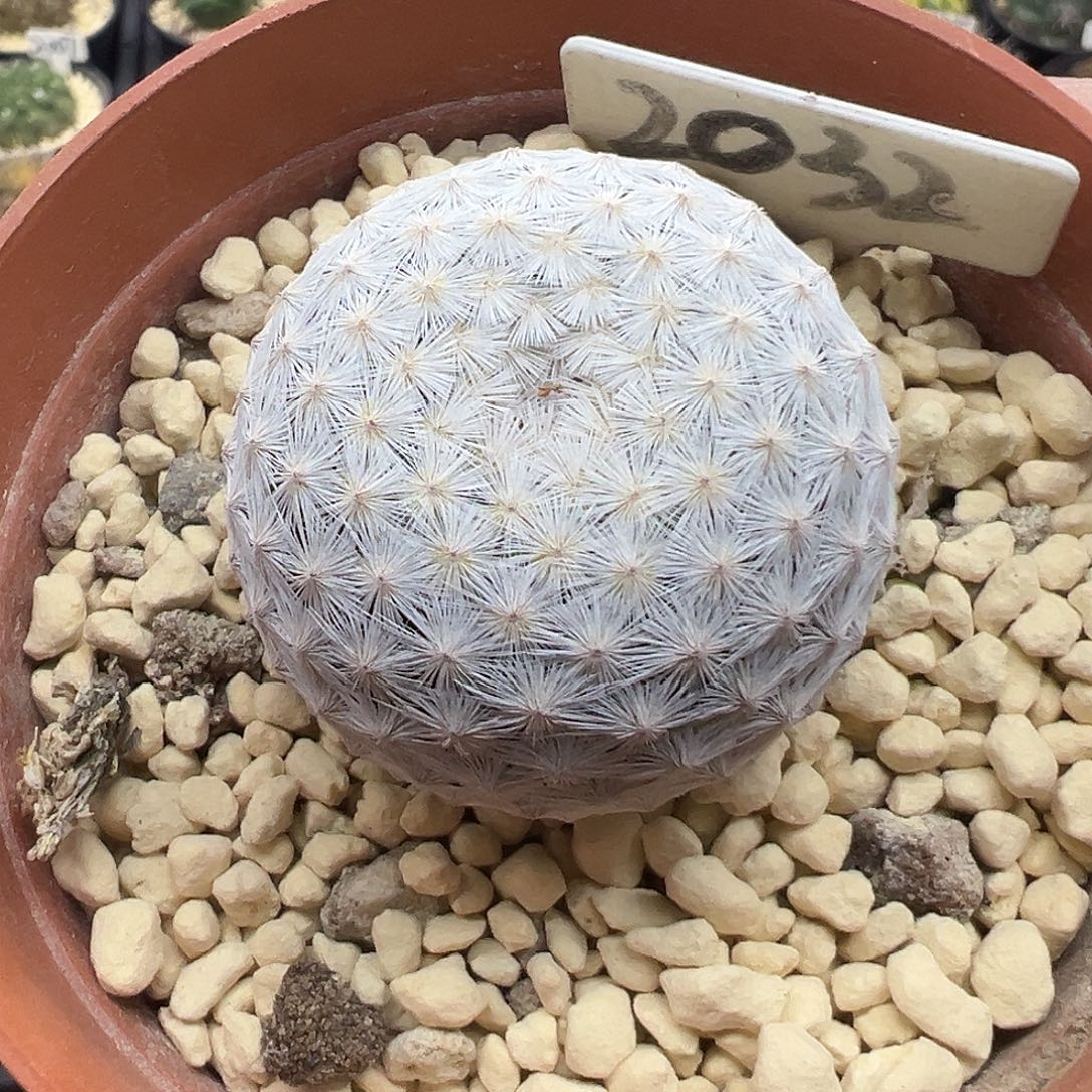 2032白鸟实生仙人球