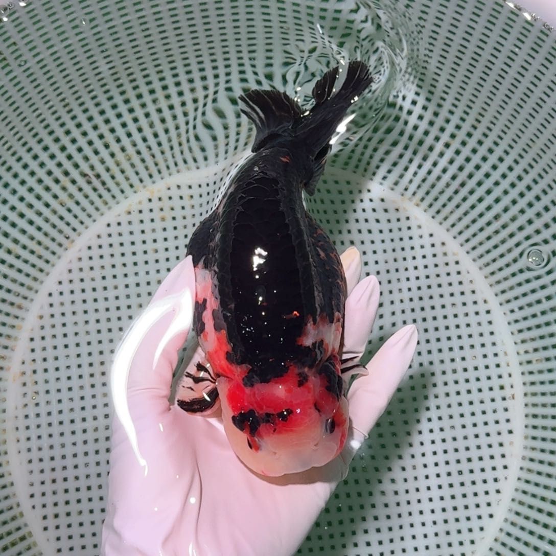 金鱼类不分公母17