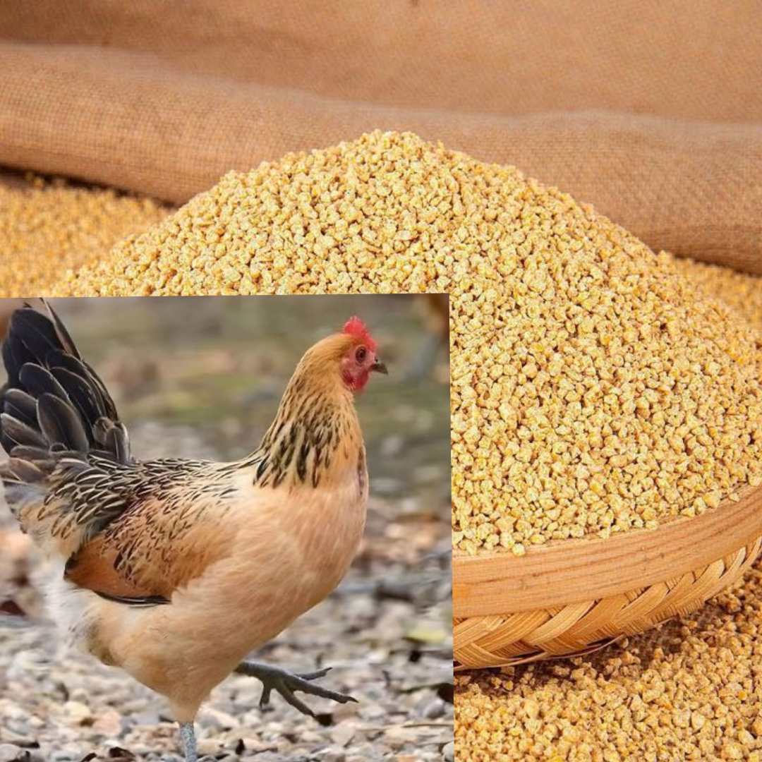 营养均衡好喂养好饲料