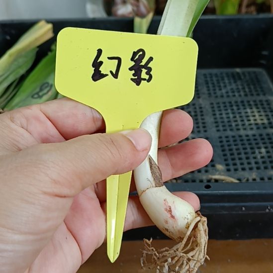 无花朵幻影侧球1.5