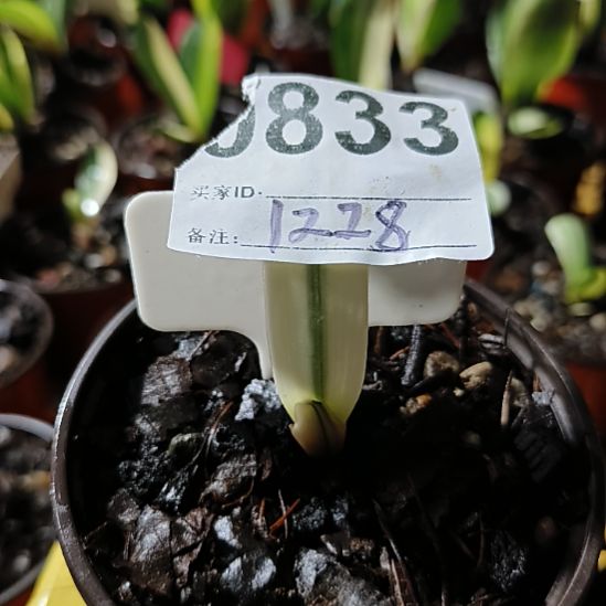 与***2完全开放11111111