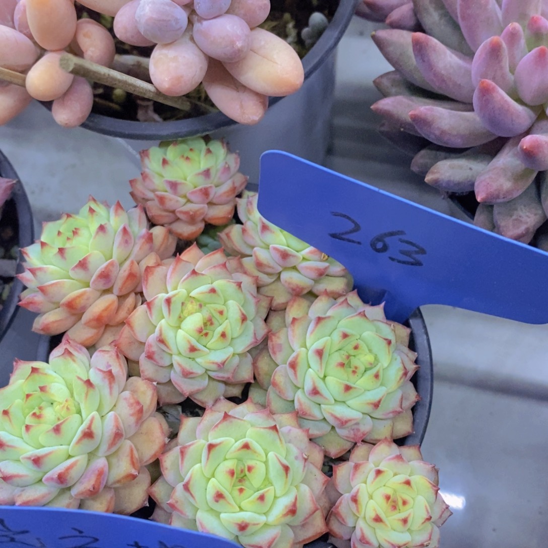 开心多肉，一物一拍，一单包邮，满5给1