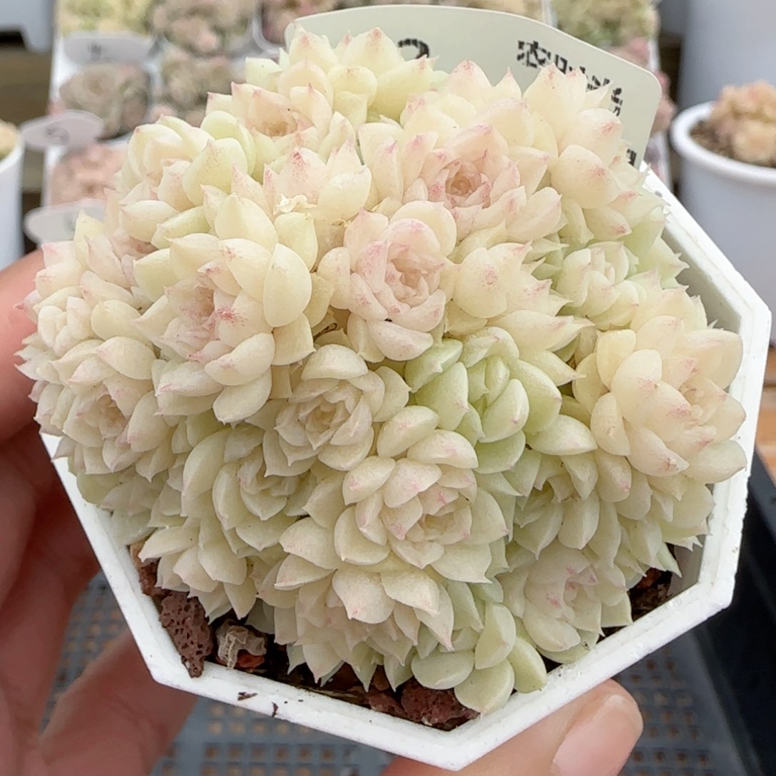 【闪购商品】0129-2优选麦杆