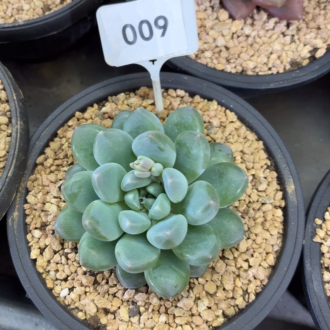 奶糖666666666667777