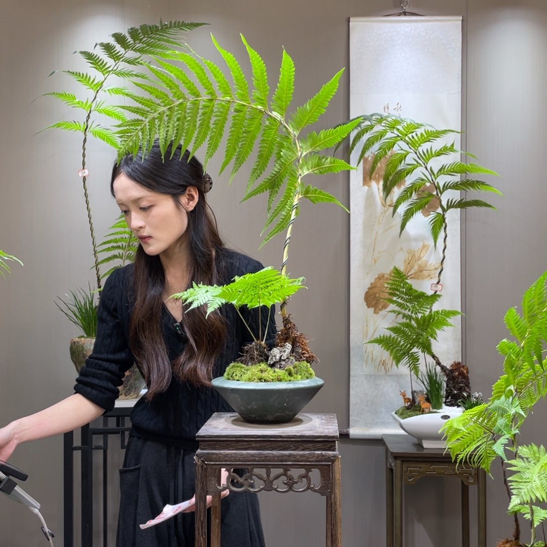 茶**?蕨类植物211111111