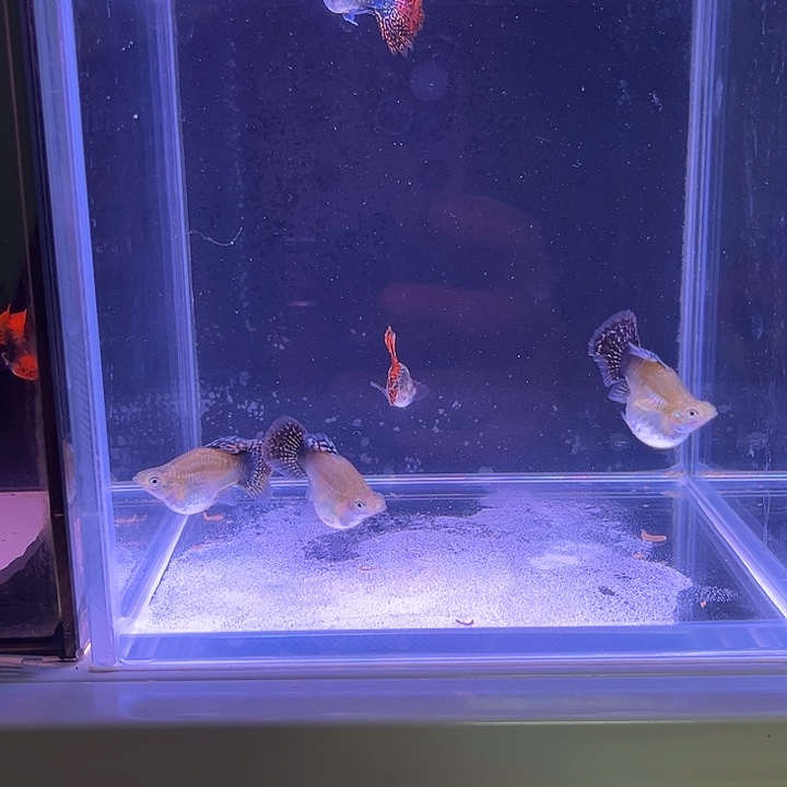 空***格海水鱼热带淡水鱼