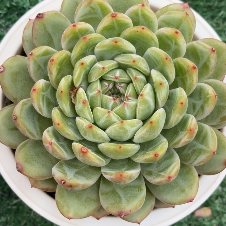 雪花珍妮23167多肉植物