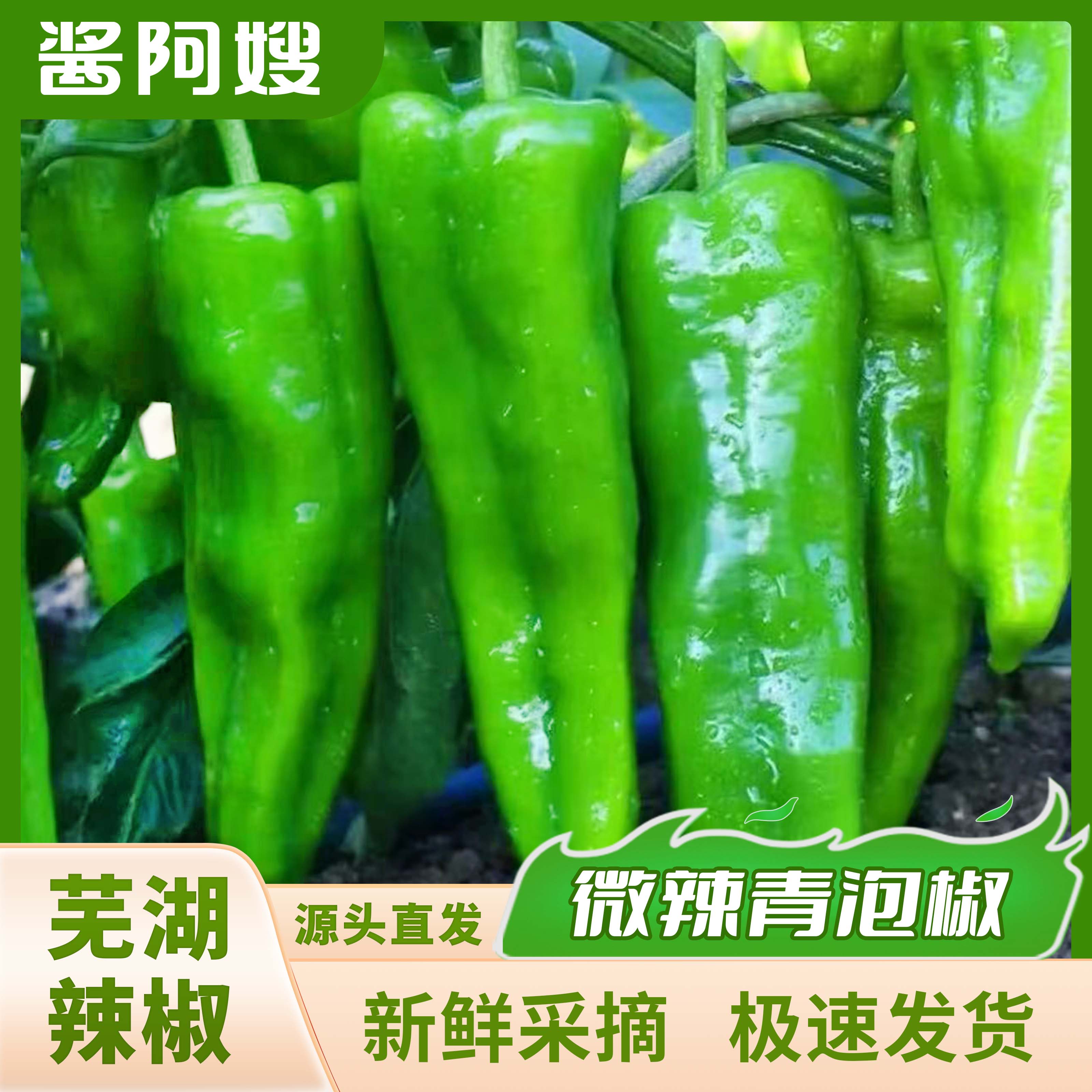 芜湖江北-新鲜采摘青辣椒口感脆嫩青泡椒可做辣椒酱农家自种