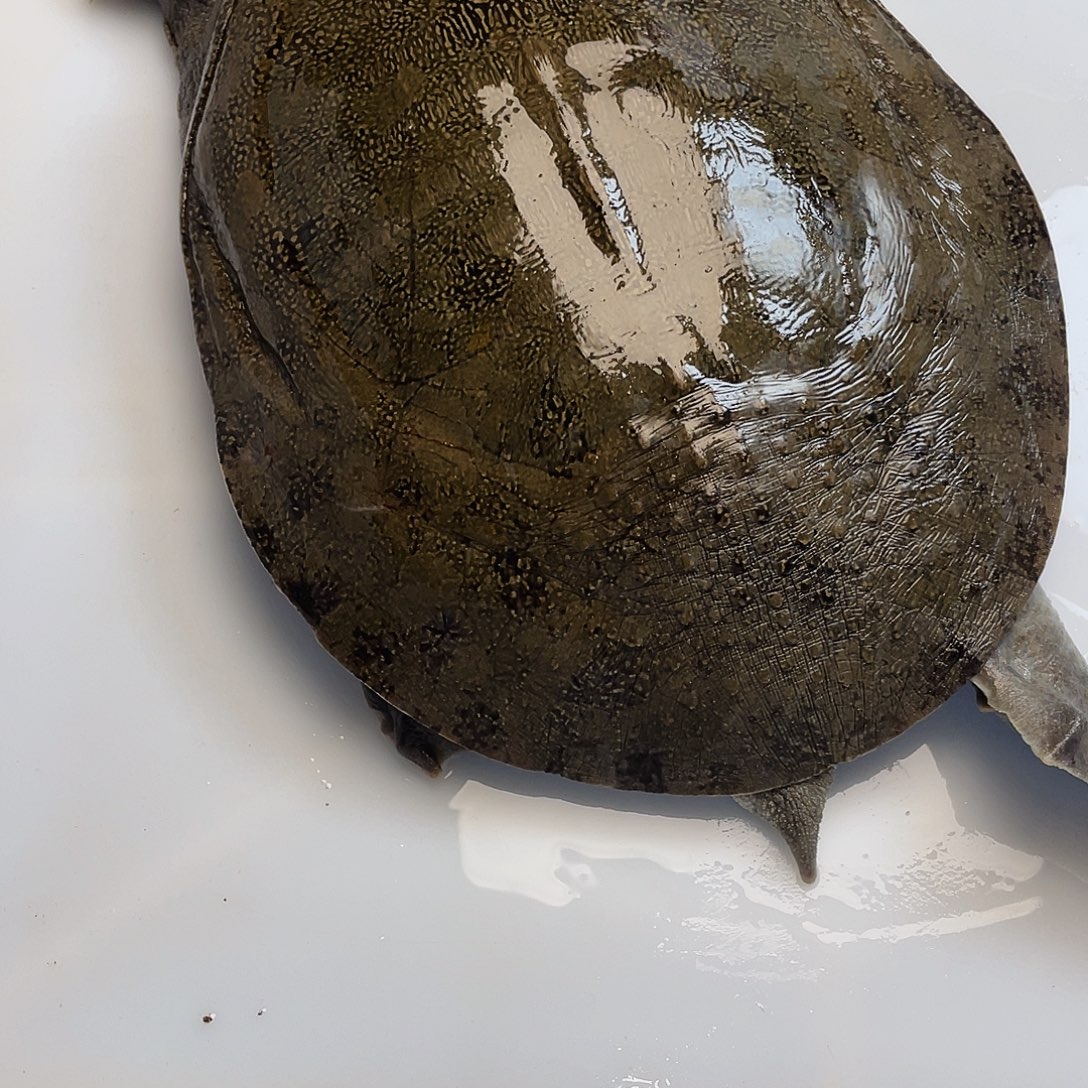 中国大陆12345678