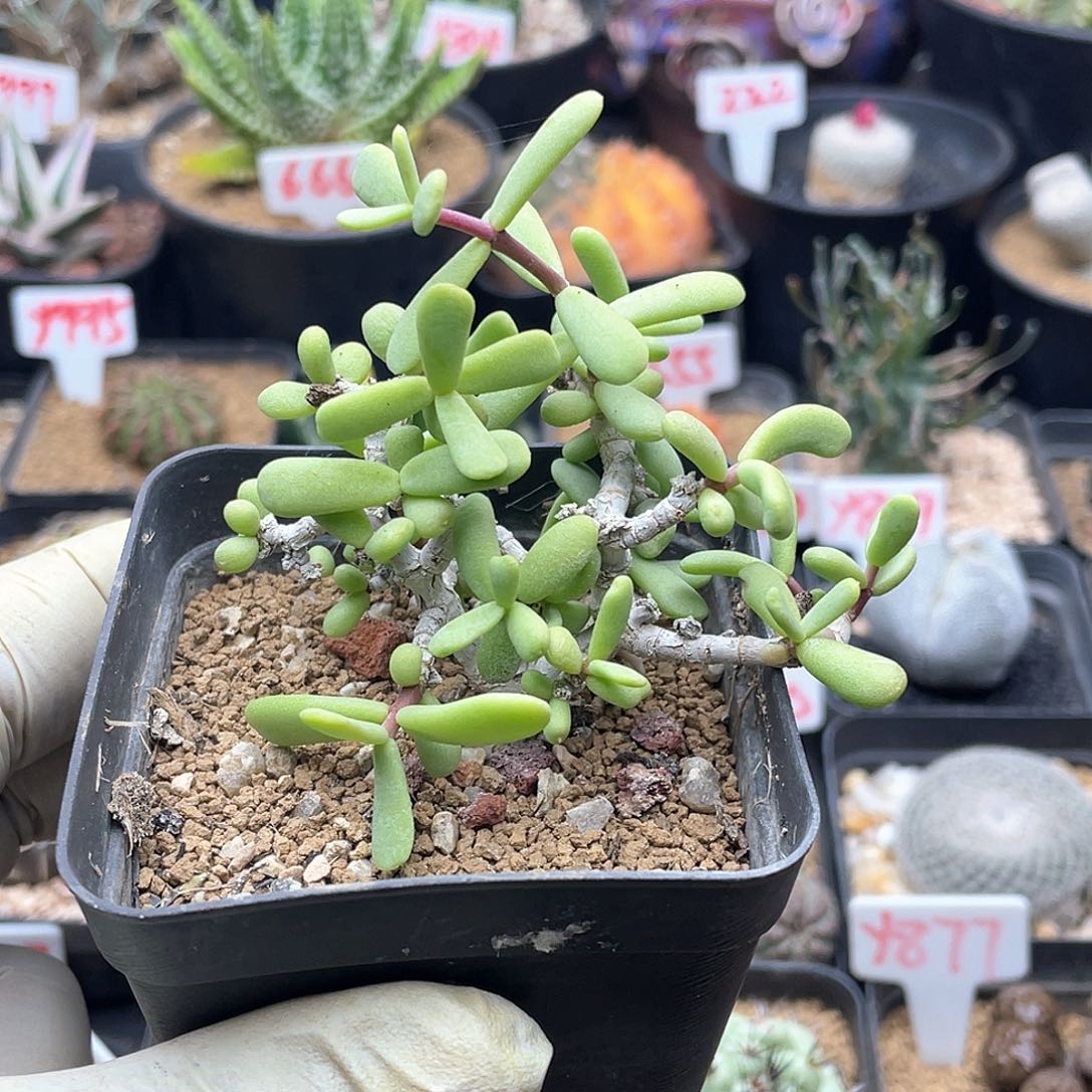 延寿城 致远多肉植物