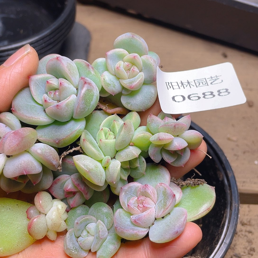 多肉植物多肉植物688