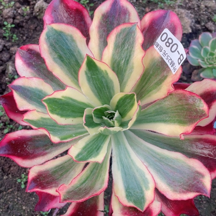 80魅影多肉1，12345678