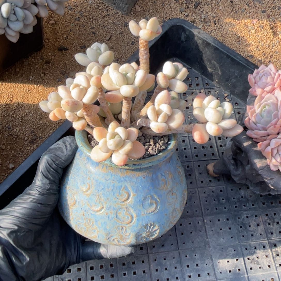 多肉植物多肉植物