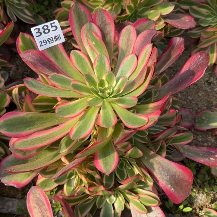 凤冠……多肉植物……