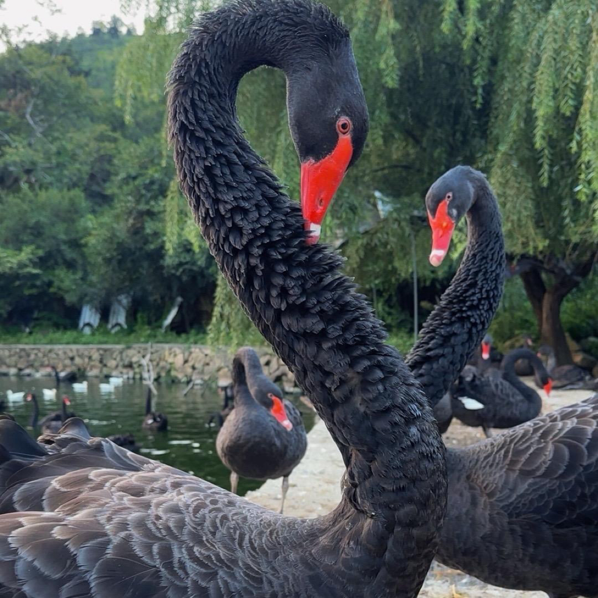 成年黑天鹅黑天鹅活体黑天鹅黑天鹅幼苗黑天鹅苗绝对的正宗黑天鹅