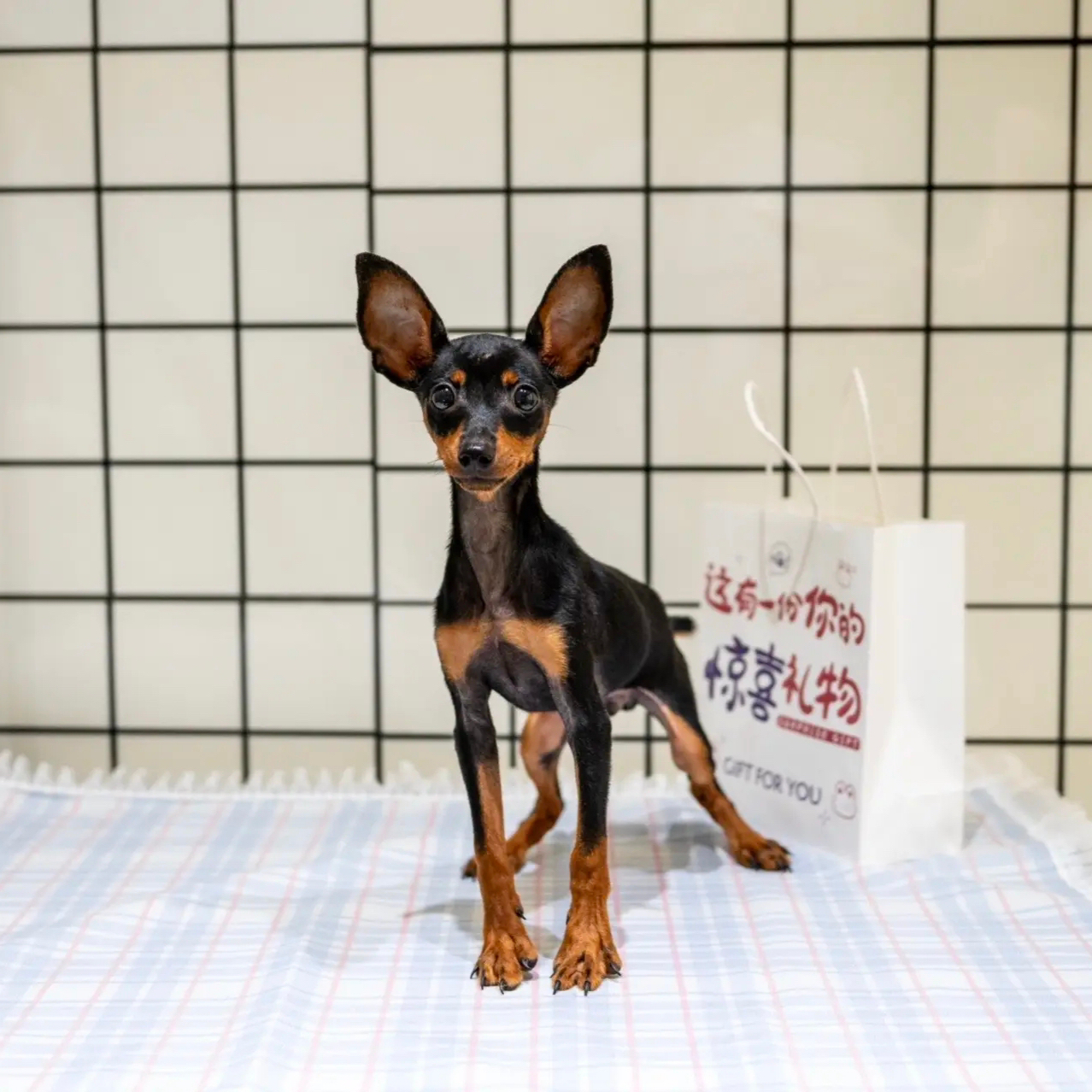 迷你纯种长不大的小鹿犬小型犬宠物家养