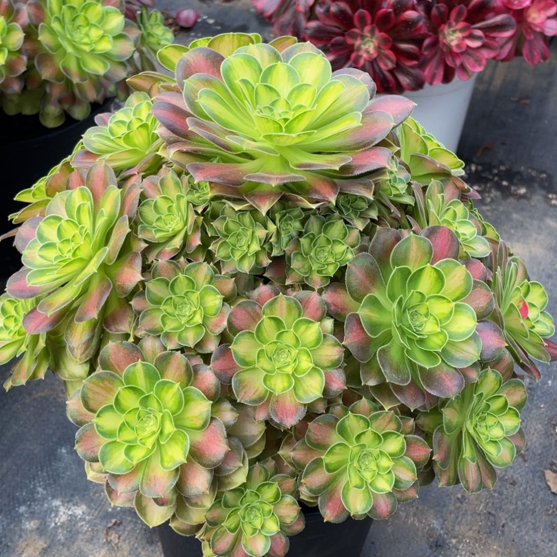 205韶华精品法师多肉