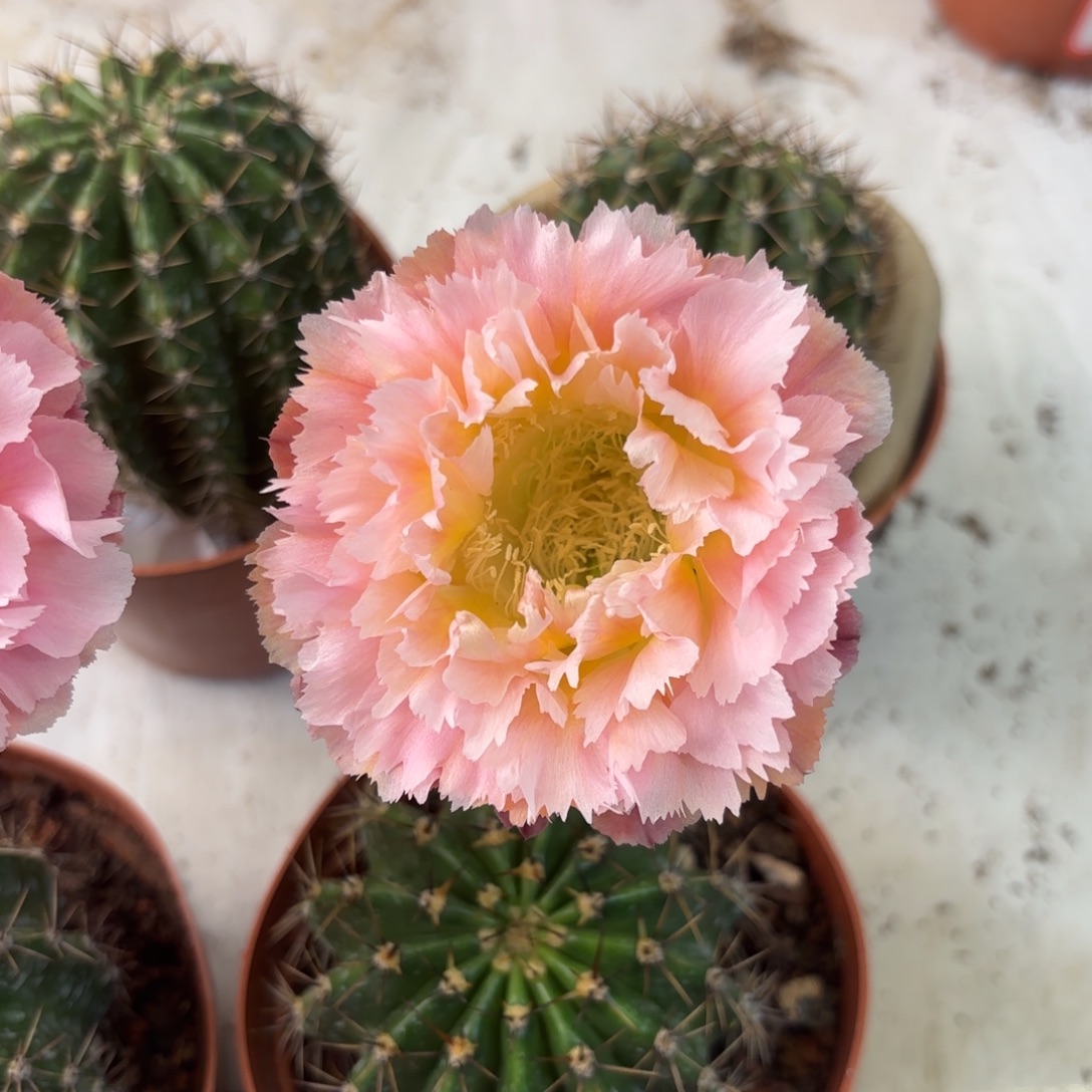 彩草颜如玉6.5-7公分左右