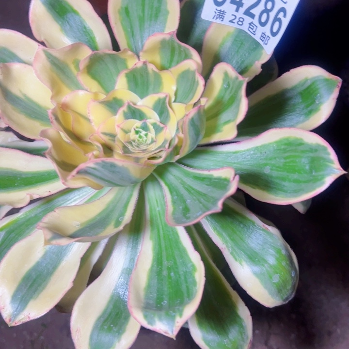 会****人4286多肉植物燕姿锦法师