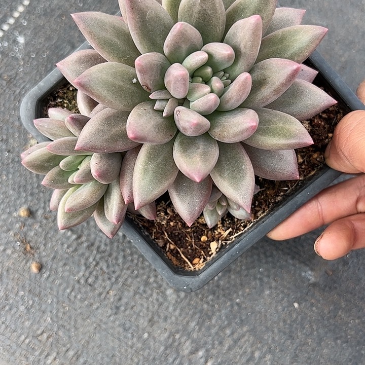 【闪购商品】水晶球福利