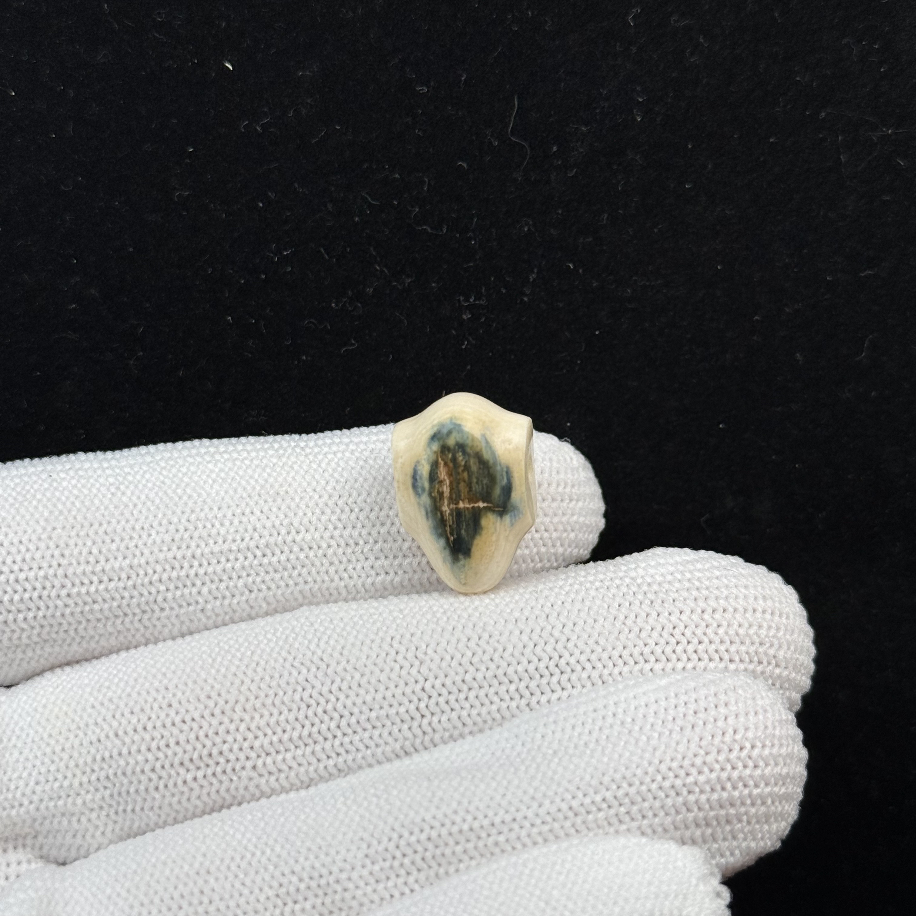 D61-40天然猛犸牙 蓝眼睛鲨鱼背三通12*17.7mm支持复检假一罚十